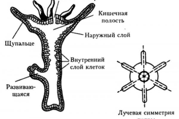 Правильная ссылка онион кракен